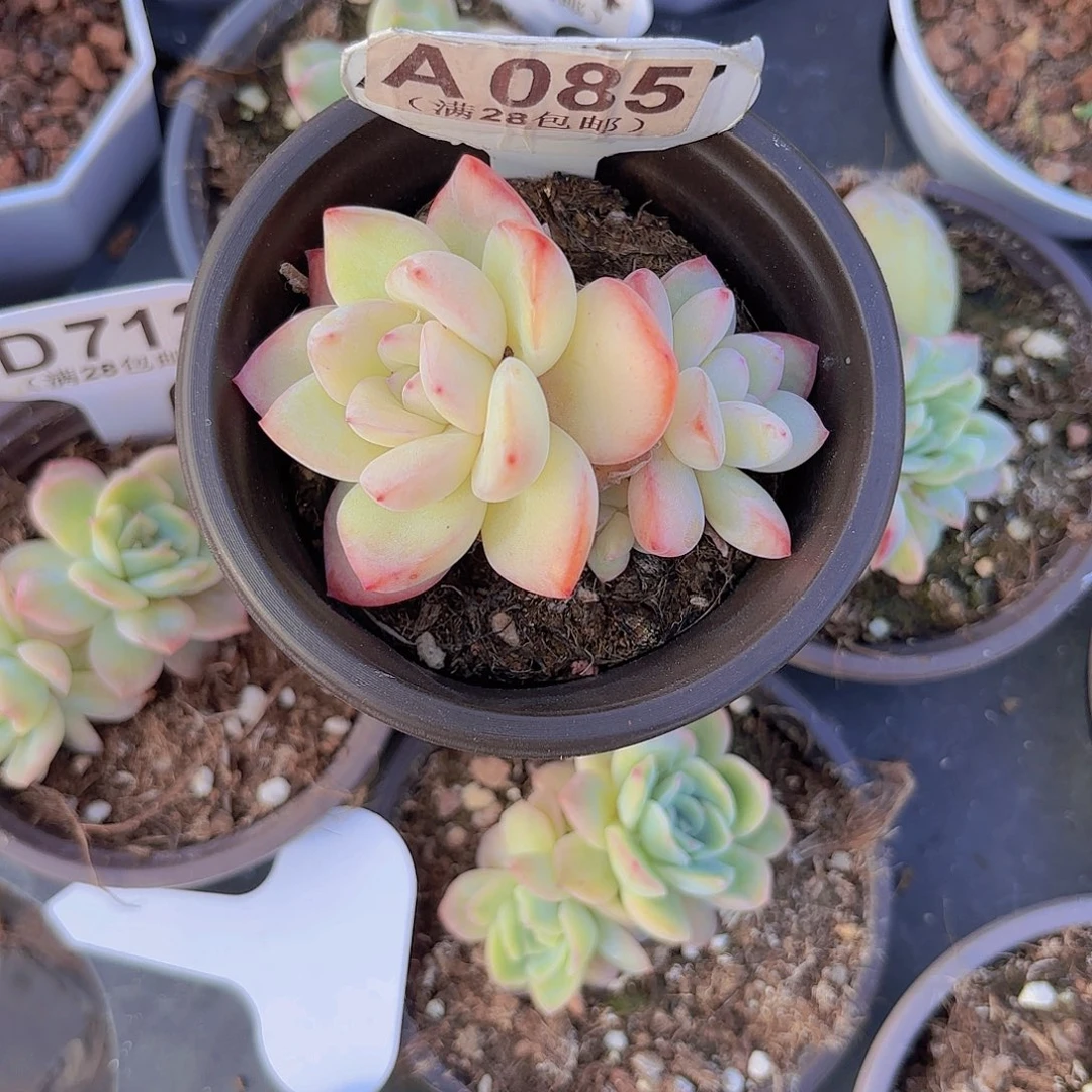 A085泡芙一物一拍