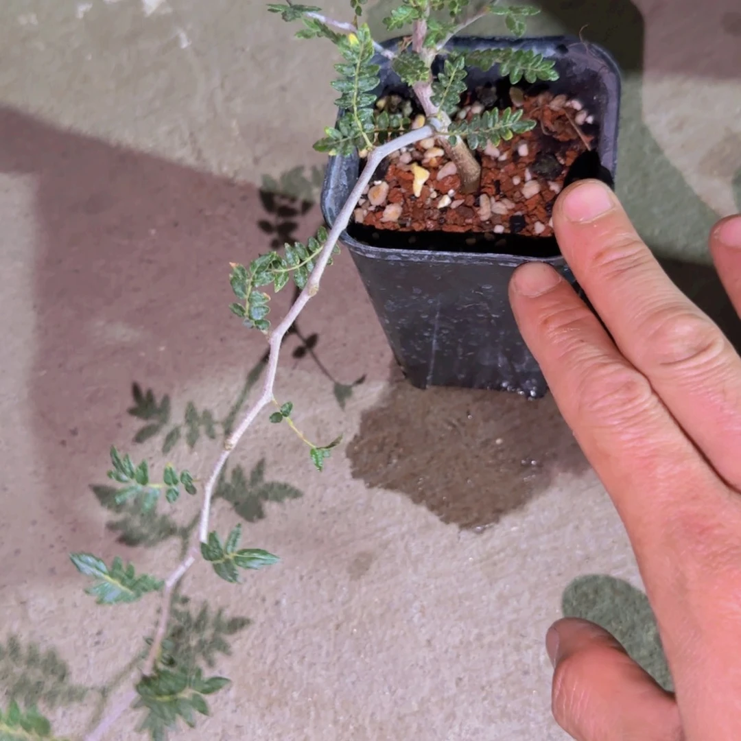 刘***力块根植物块根植物