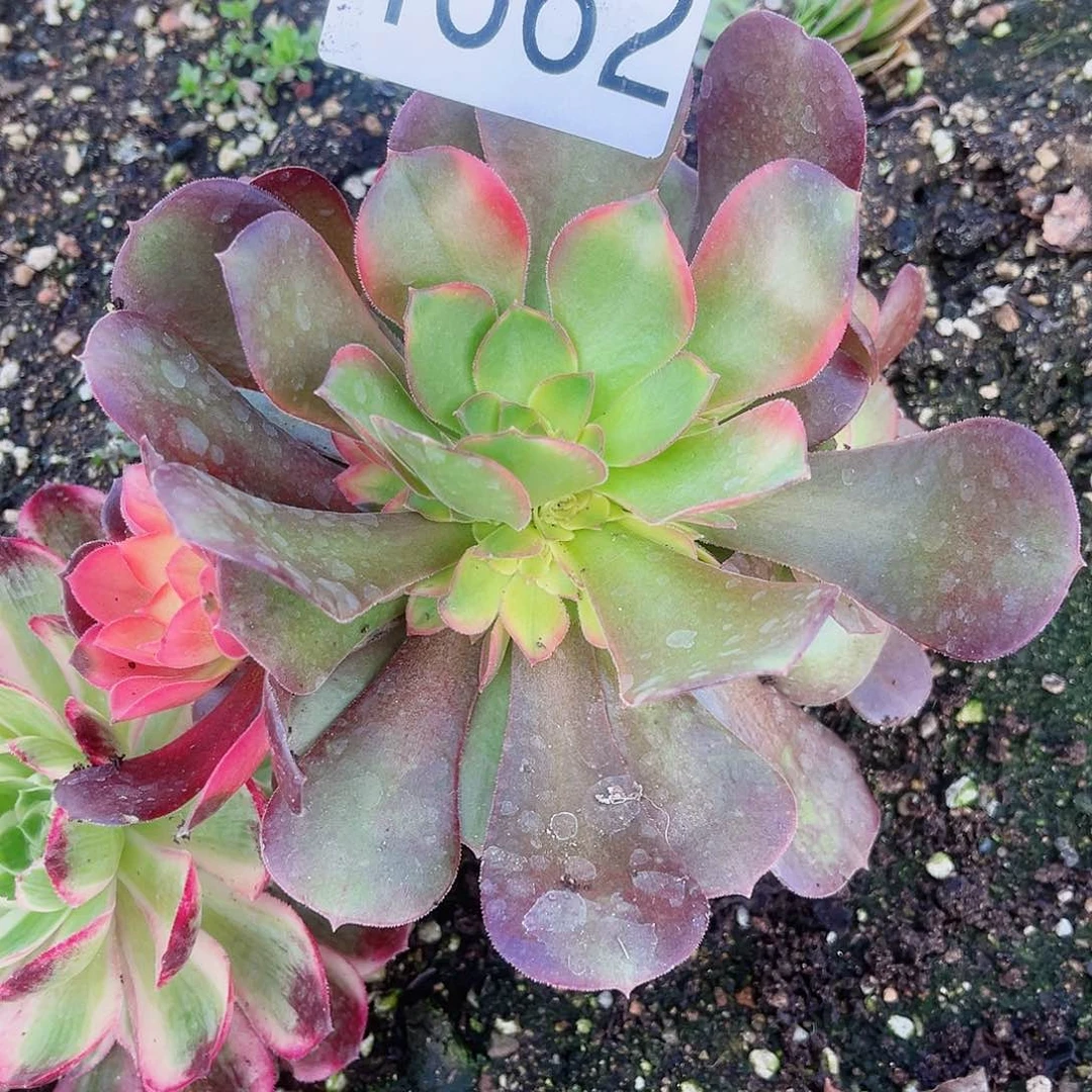 4662韶羞七彩多肉植物