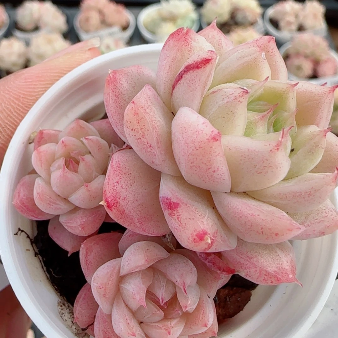 花语逸镜0326-415