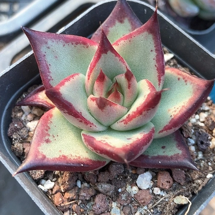 多肉植物乌木7065多肉
