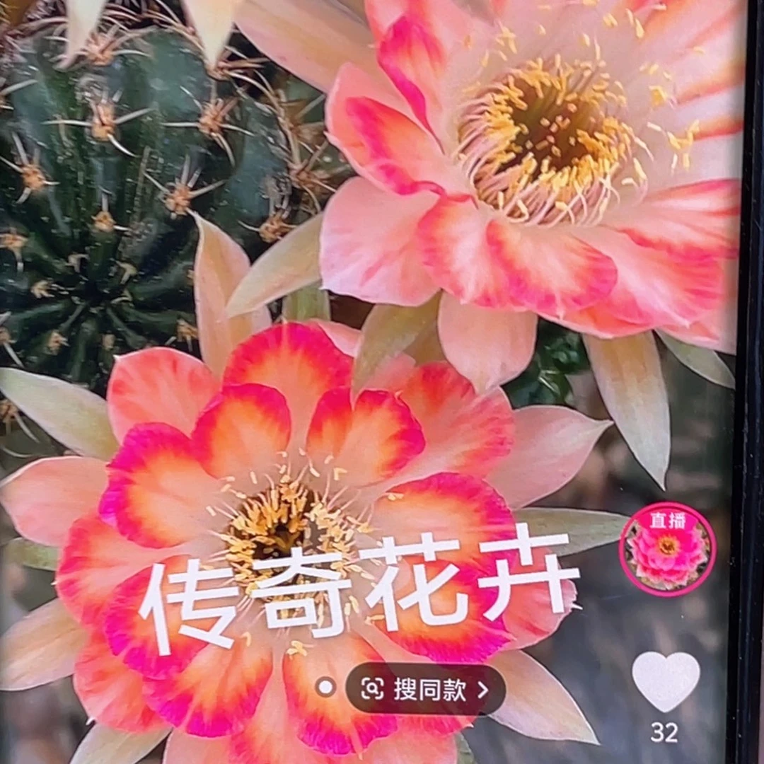 丽 花公子 侧芽 歪 满20包邮3–4公分