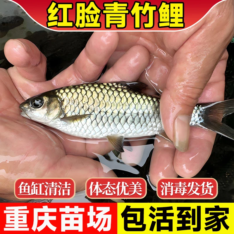重庆青竹鲤鱼苗倒刺鲃苗红脸鱼鲜活冷水原生观赏风水鱼批发