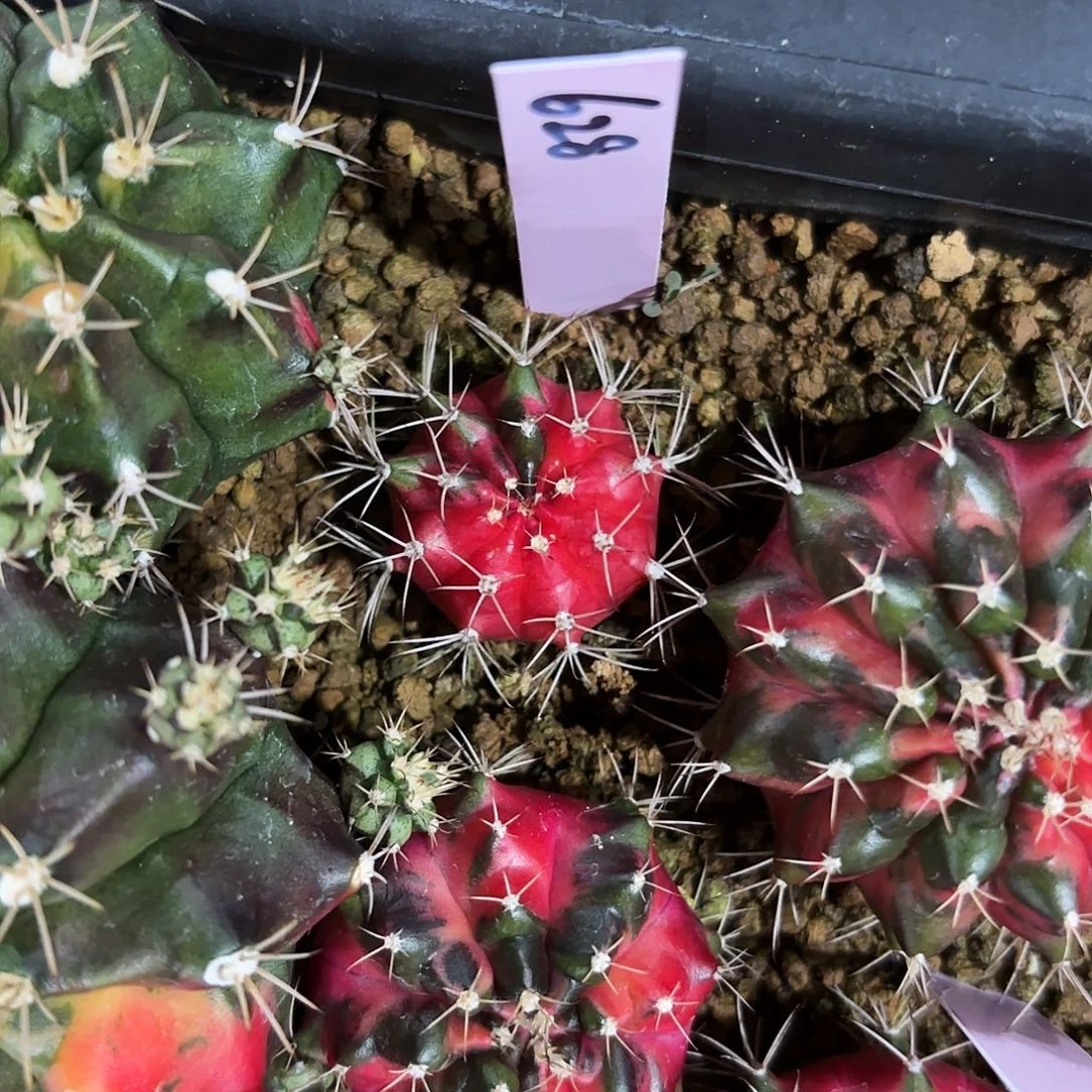 花*泰国米哈628-0131