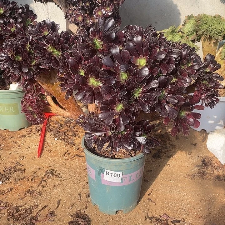 B169欧紫缀化48-1脱土包邮