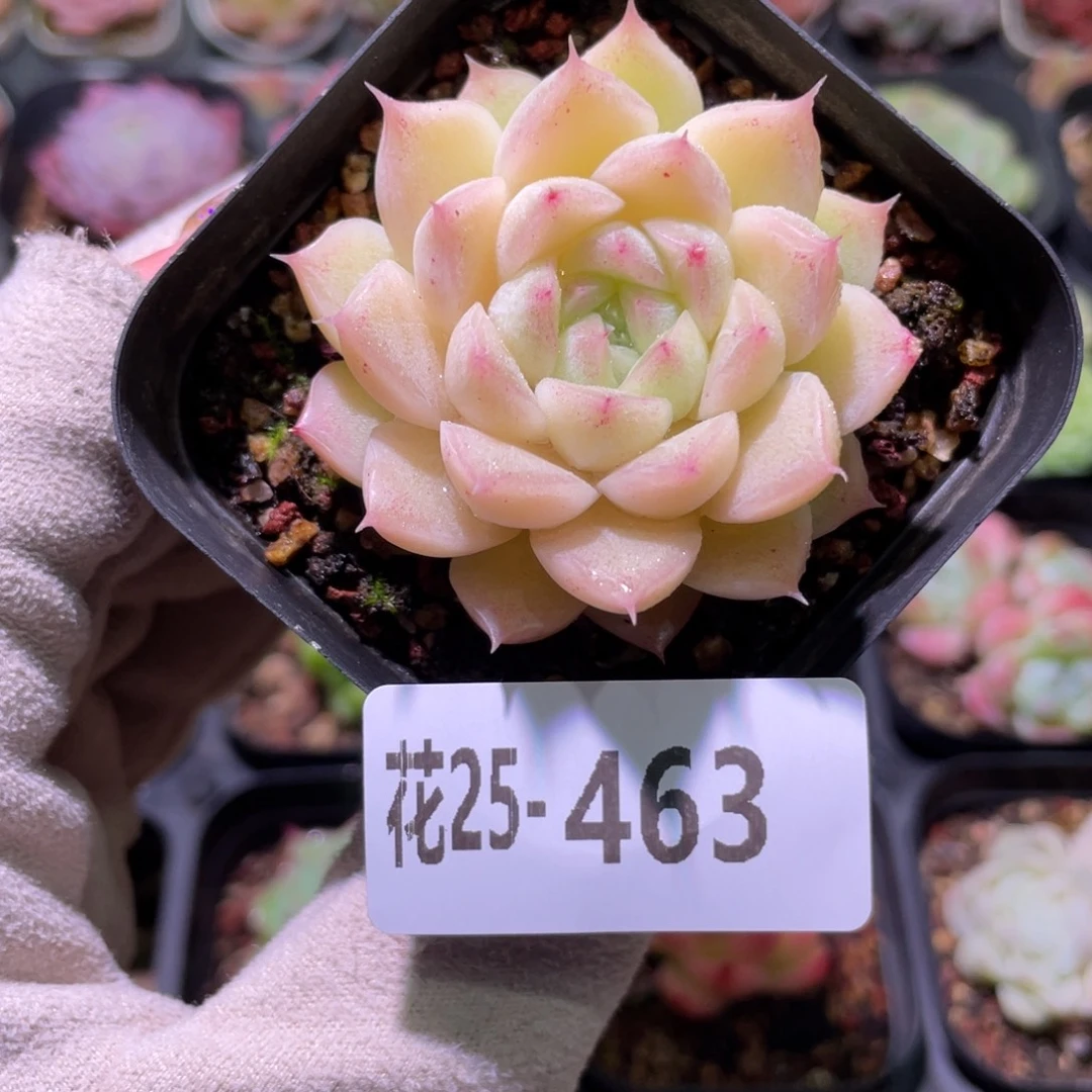 花利美25-463麦秆