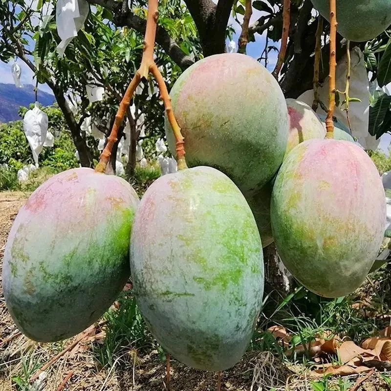【勒里很重庆】攀枝花凯特大芒果酸甜多汁味道浓核小肉多芒