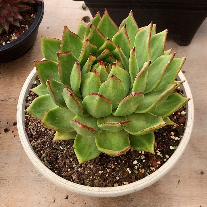 美肉特价活动开始了