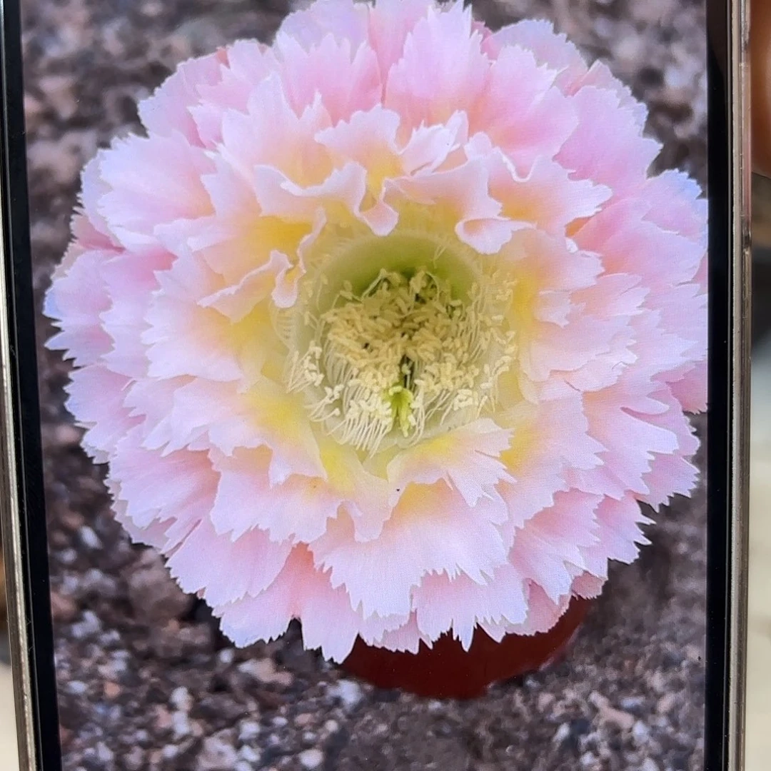 彩草颜如玉9公分左右微瑕