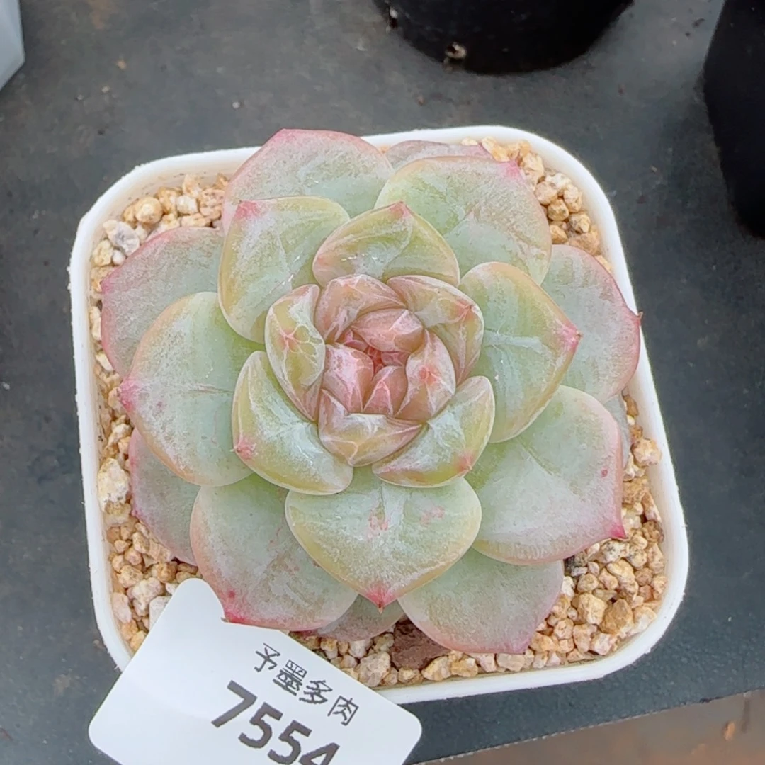 雪糕，7554多肉植物