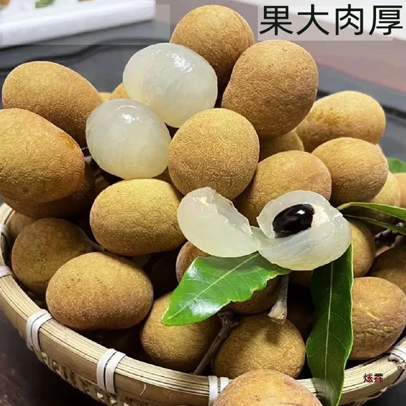 广东茂名高州龙眼石硖/储良桂圆新鲜当季水果现摘顺丰包邮