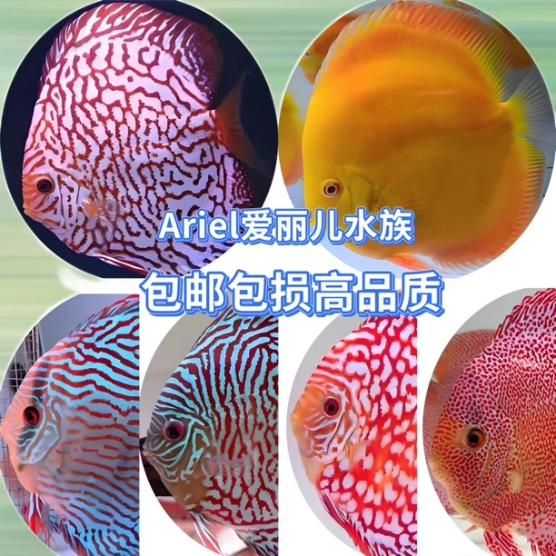 七彩神仙鱼淡水热带观赏鱼鱼苗可混养招财耐活