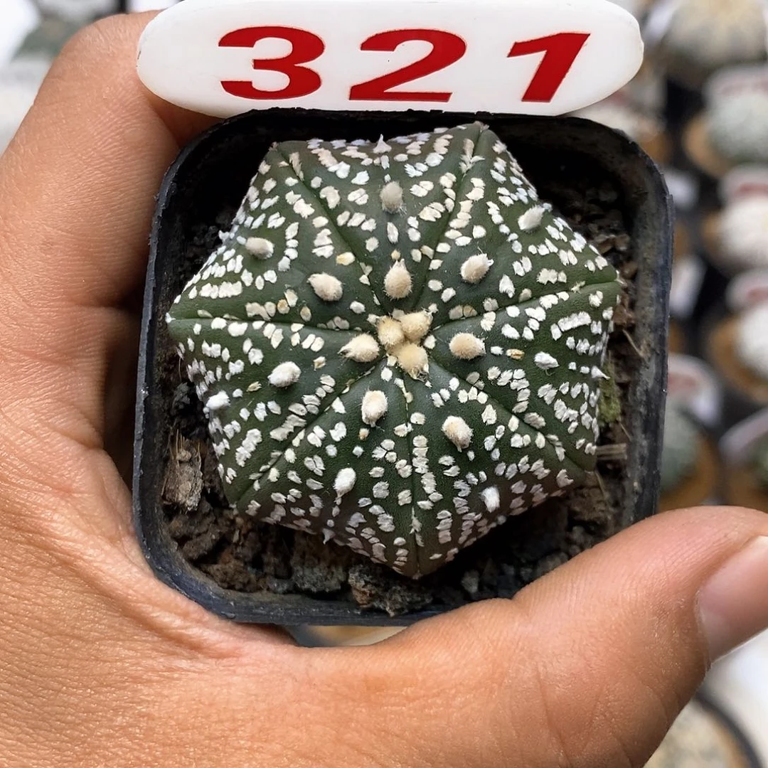 321福利特价咯海星