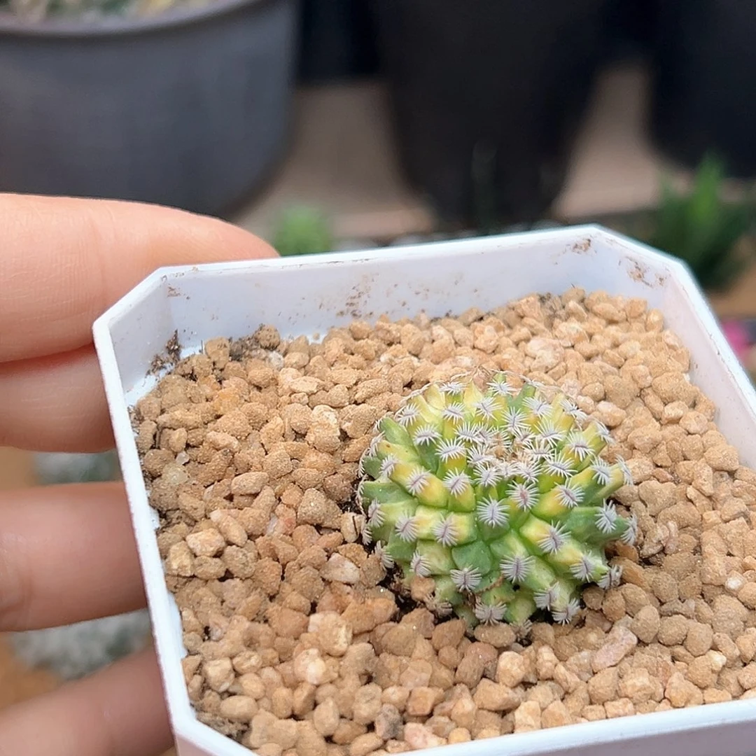 海胆娇丽锦自根带盆发货