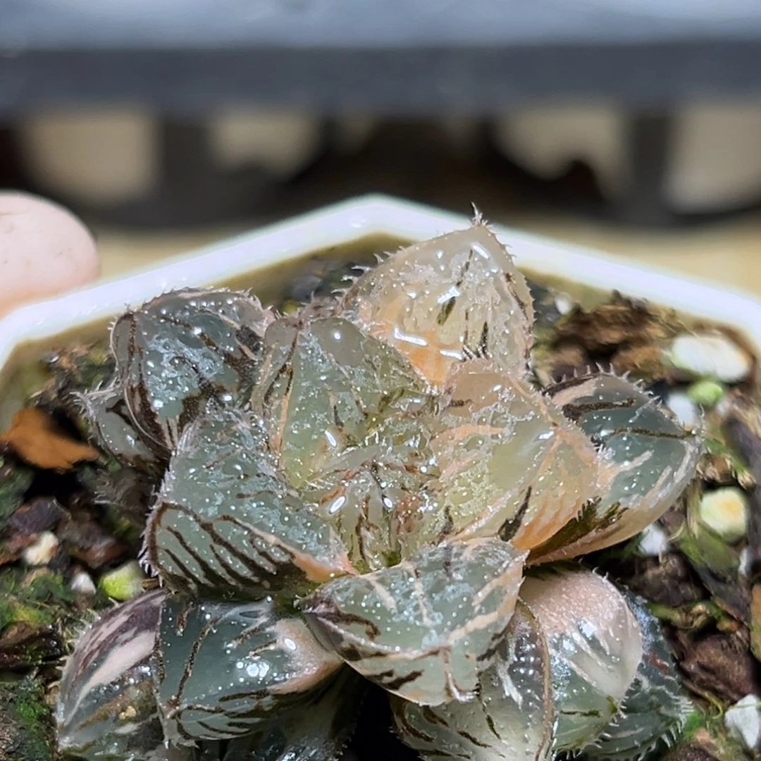 恭喜发财大吉大利0024