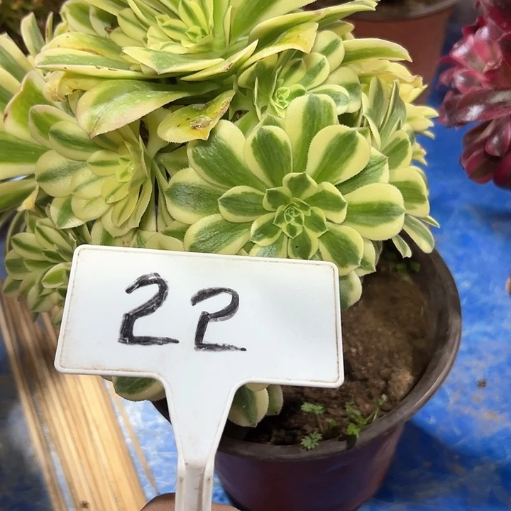 蓝***5多肉植物迈巴赫法师