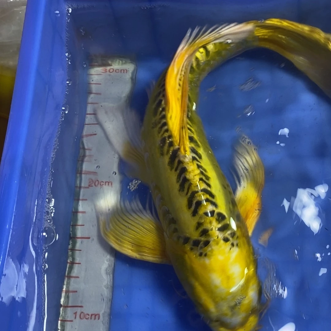 锦鲤冷水锦鲤包邮
