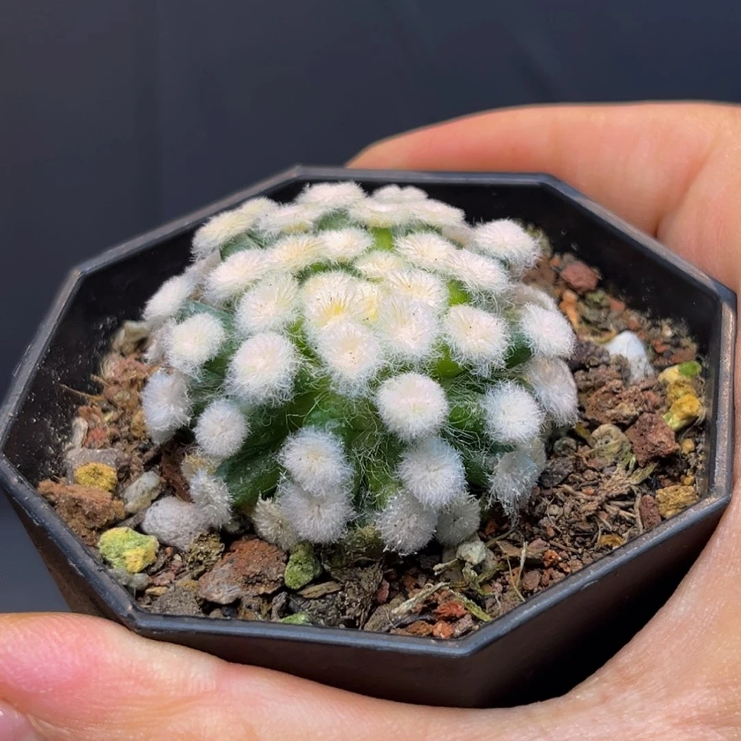 降落伞Zzzzzzzzzzzzzzzzzz