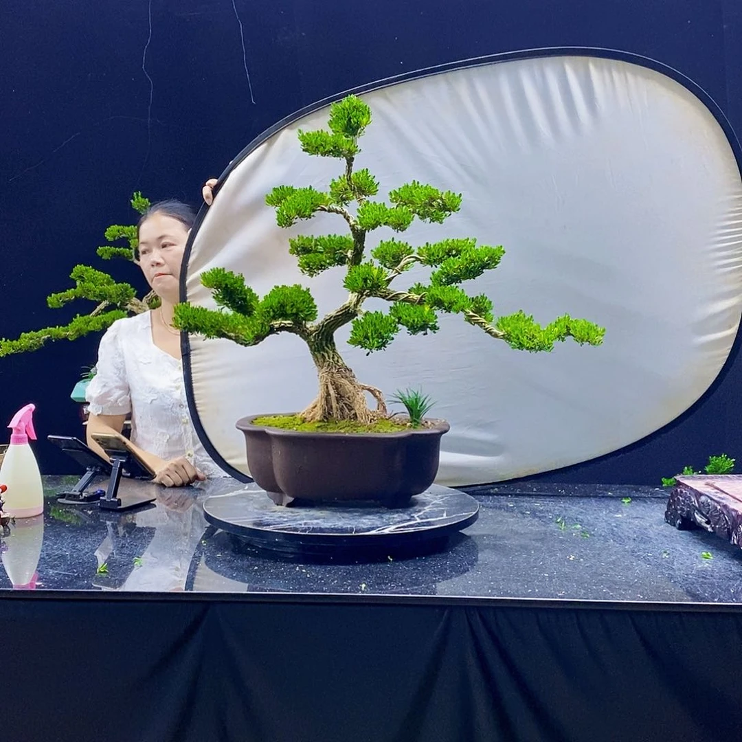 无花朵黄杨盆景造型