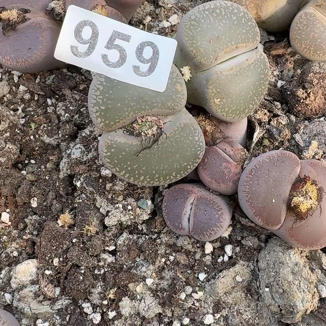 ****3生石花一物一拍959