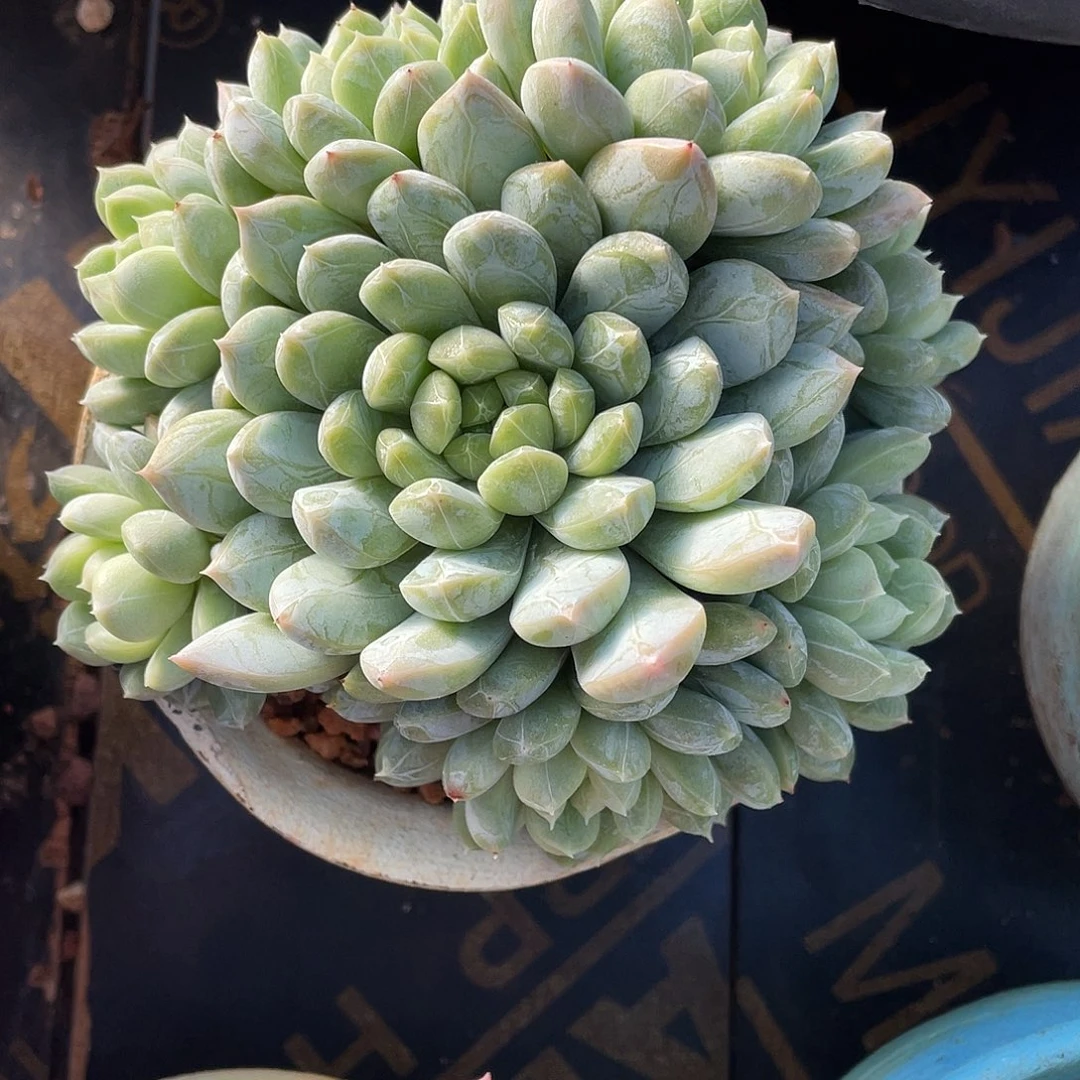 多肉植物一物一拍