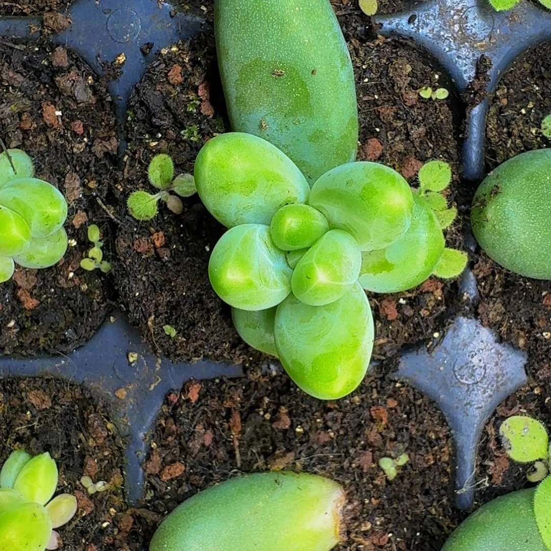 迷雾森林 叶插 一物一拍