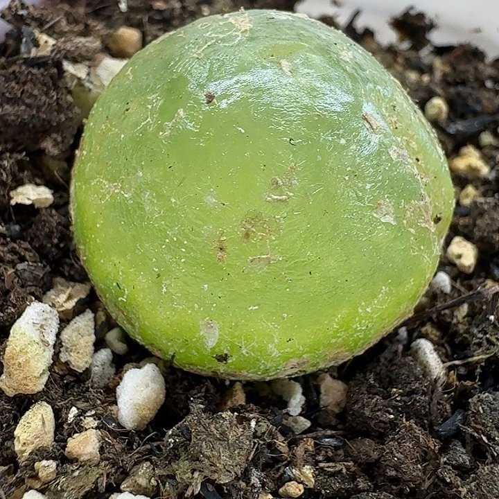 老马生石花2.9灯泡647