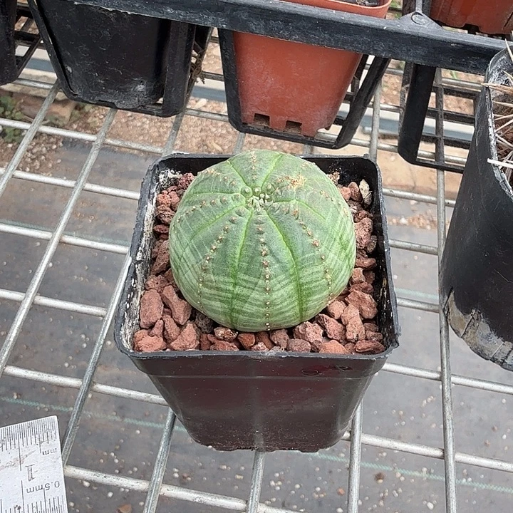 欧布单头大4仙人球