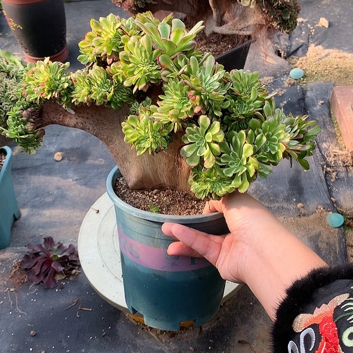 舞天姬朵朵脱土发货