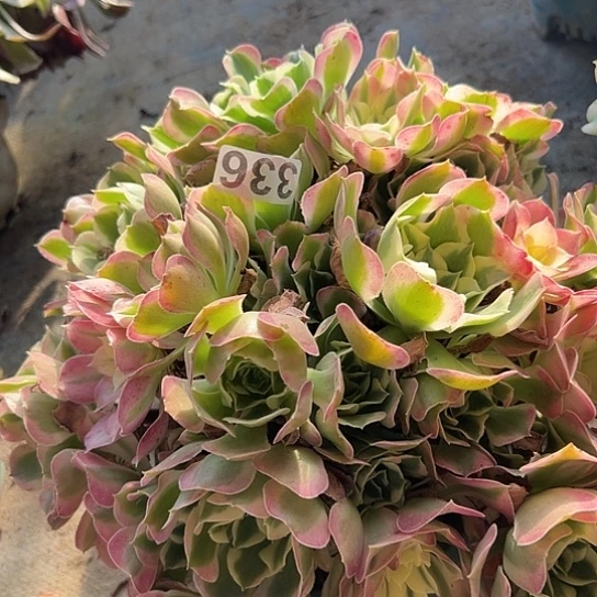 花***）多肉植物一个粉玲珑