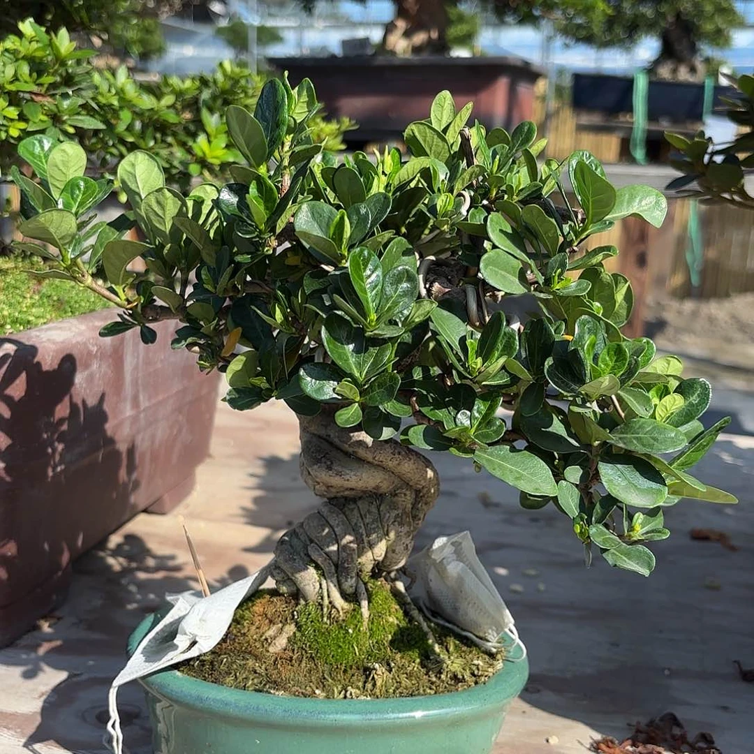 完全开放包包邮达摩栀子花绿植盆栽