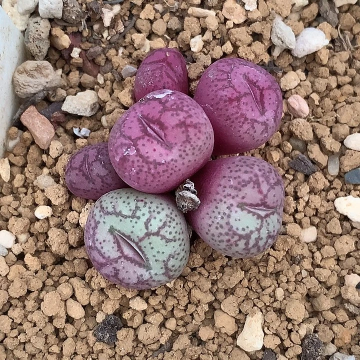 精品多肉植物精品白花大紫猴
