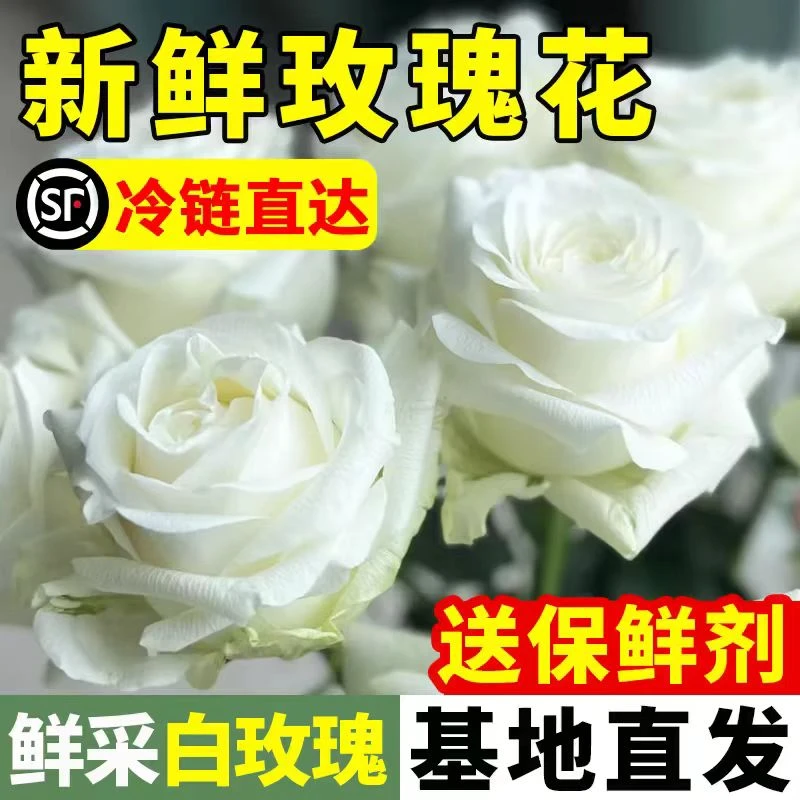 【骄傲玫瑰批发】云南基地新鲜发货白色单头玫瑰家用鲜花白玫瑰