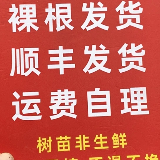 C***宋吊坠文玩核桃运费20