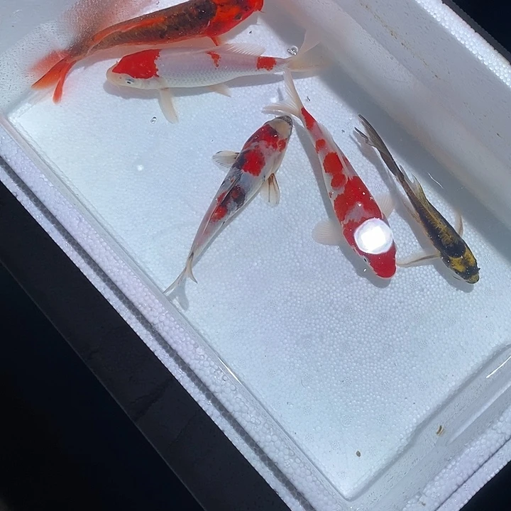 七****锦鲤锦鲤活鱼开箱包活