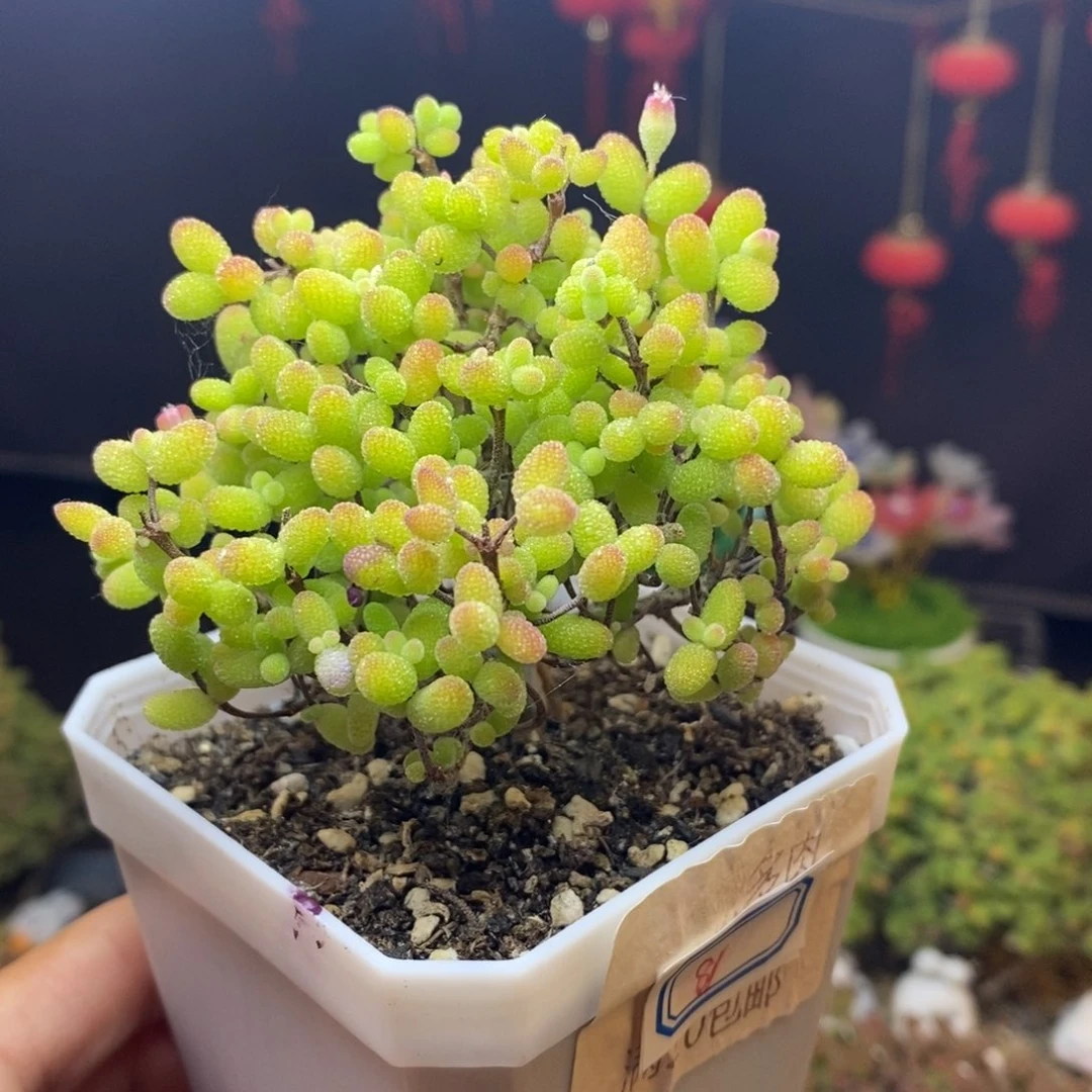 无花朵81号金桔糖球枝干