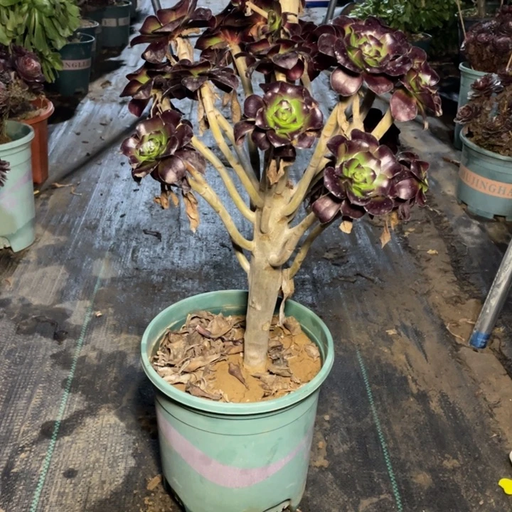 12巫毒多肉多肉植物多肉植物