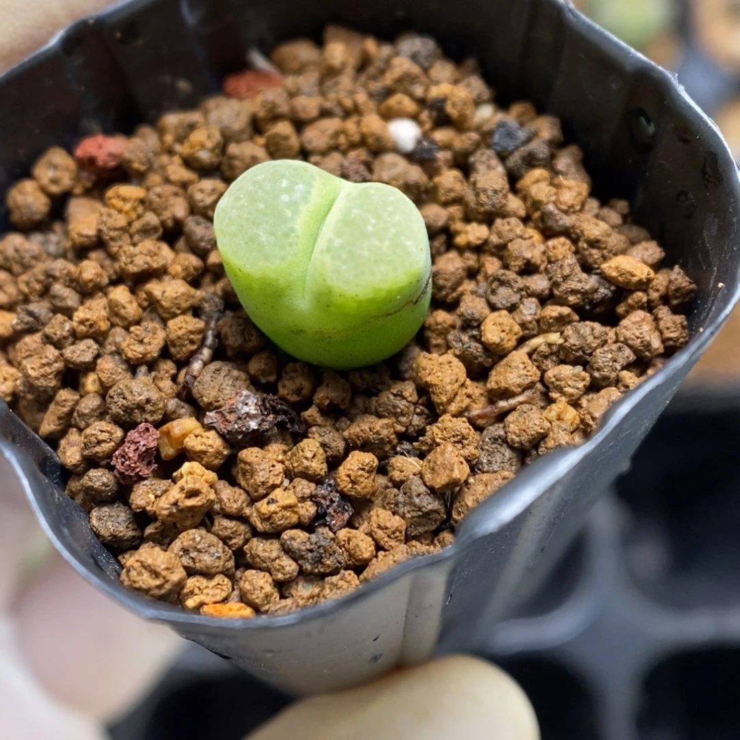 多肉植物肉锥杂交K-060 风毛