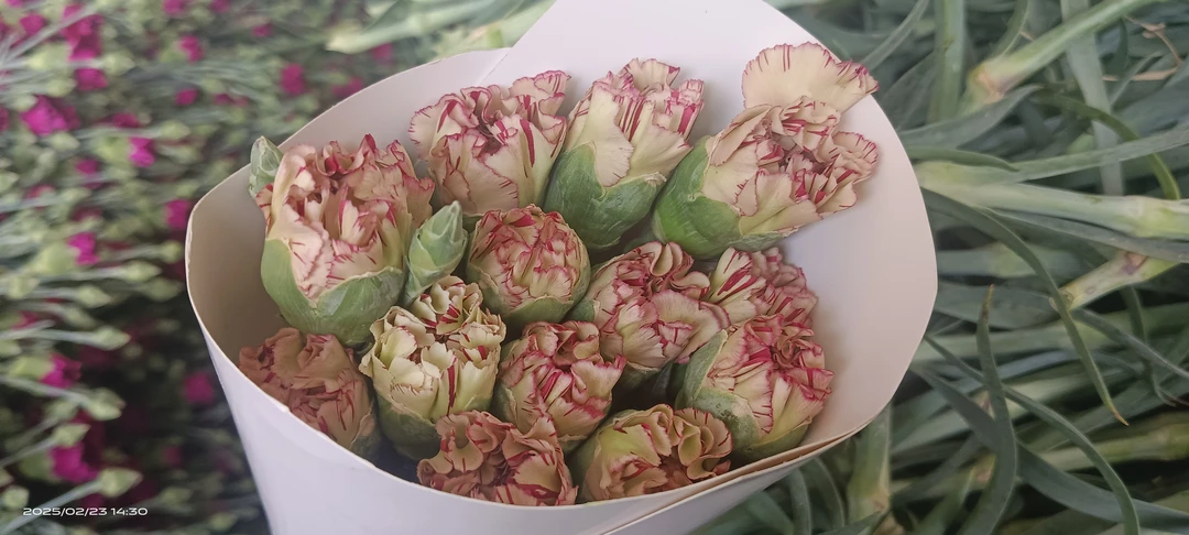 神彩康乃馨20朵，高杆大花，基地直发