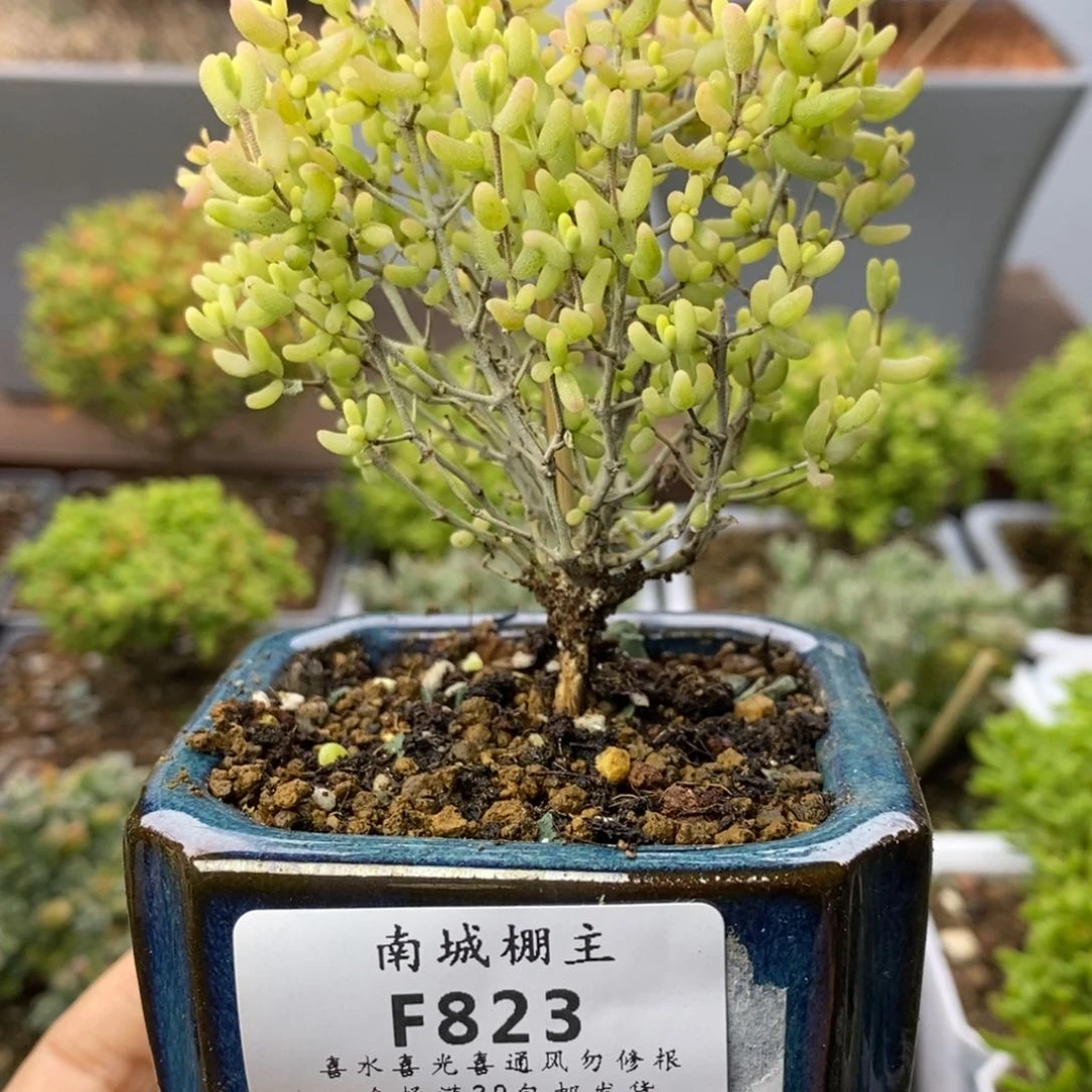 823米粒锦枝干番杏