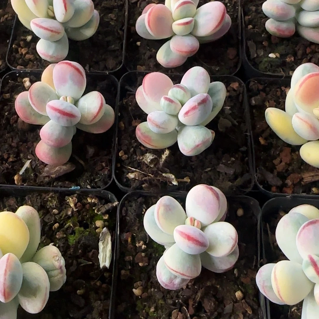 乒乓夫娘锦多肉植物