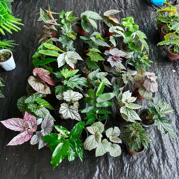 秋海棠室内办公室客厅桌面净化空气盆栽观花观叶绿植盆栽花卉植物