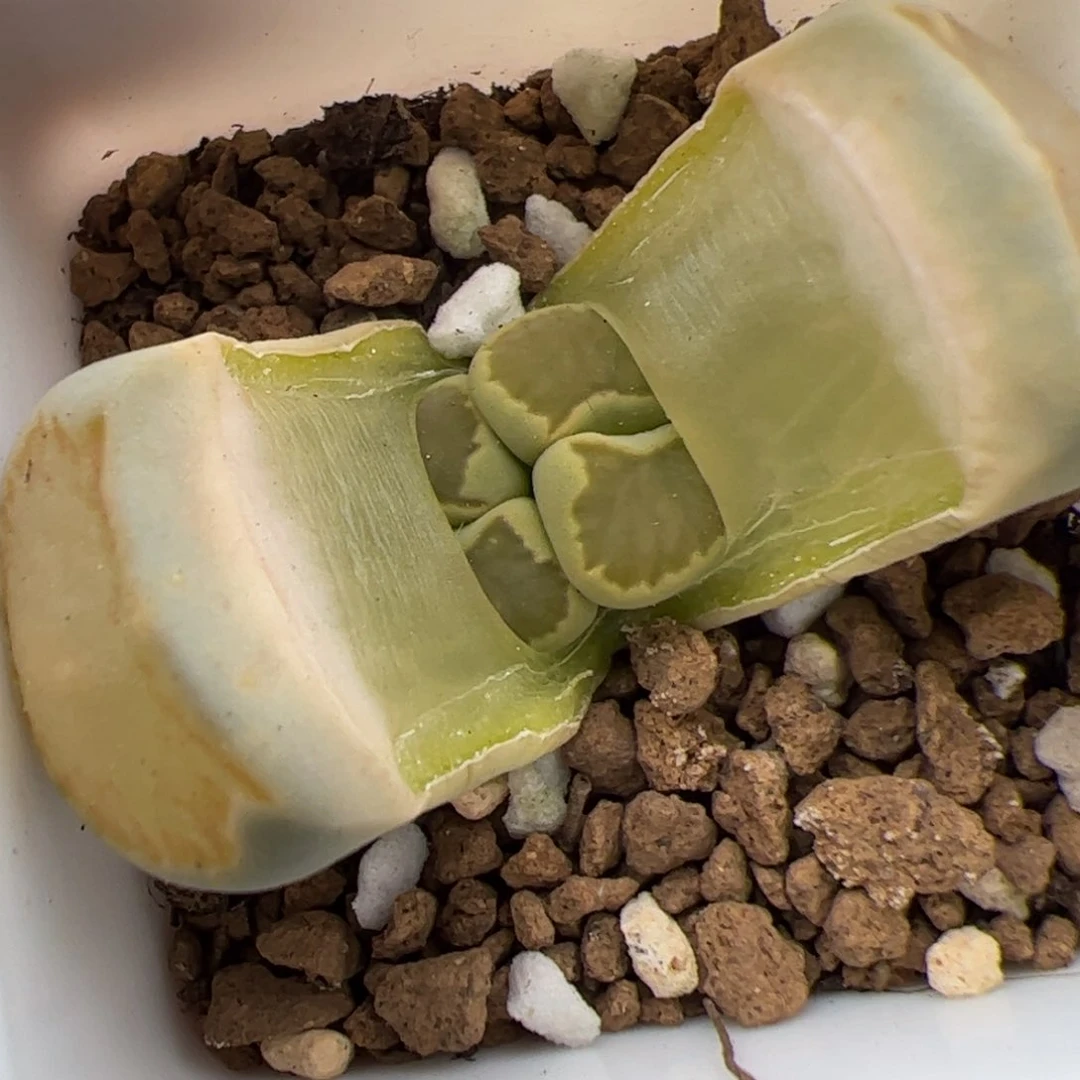 085号生石花 多肉植物