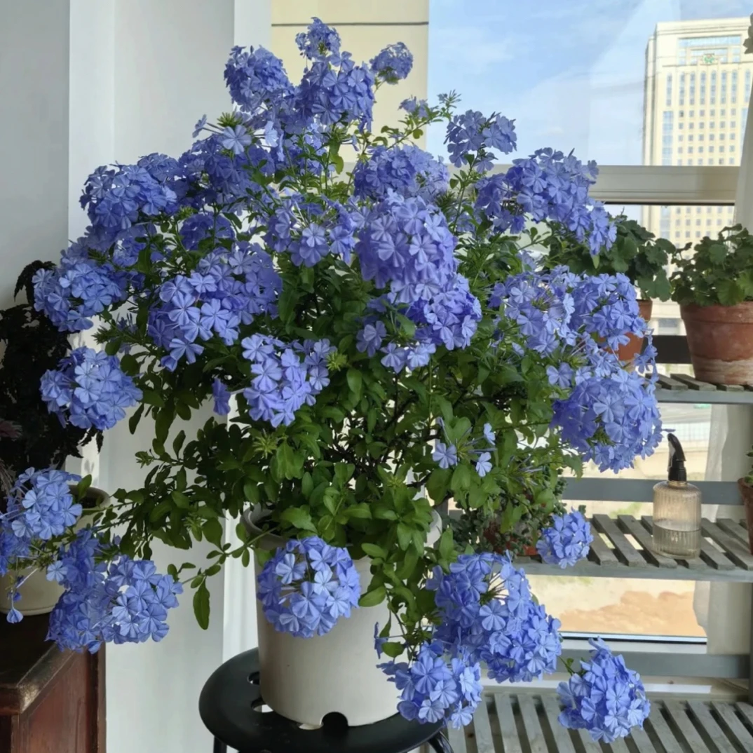 【1加仑蓝雪花·爬藤飘枝】四季开花 盆栽地栽室内室外栽种