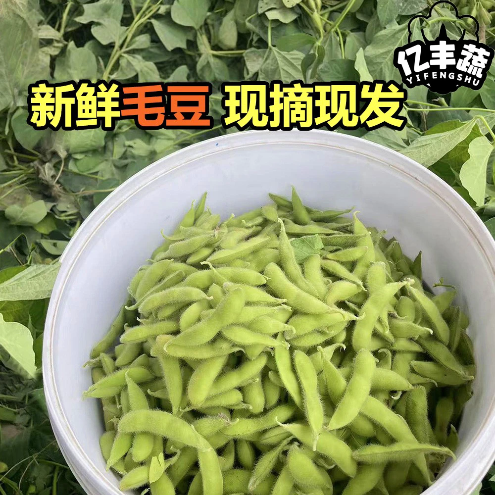 农家自产自销新鲜毛豆 颗粒饱满 顺丰包邮