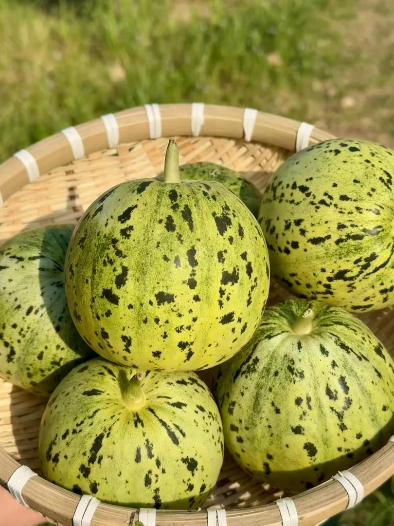 山东头茬花美人蜜瓜甜瓜现摘现发