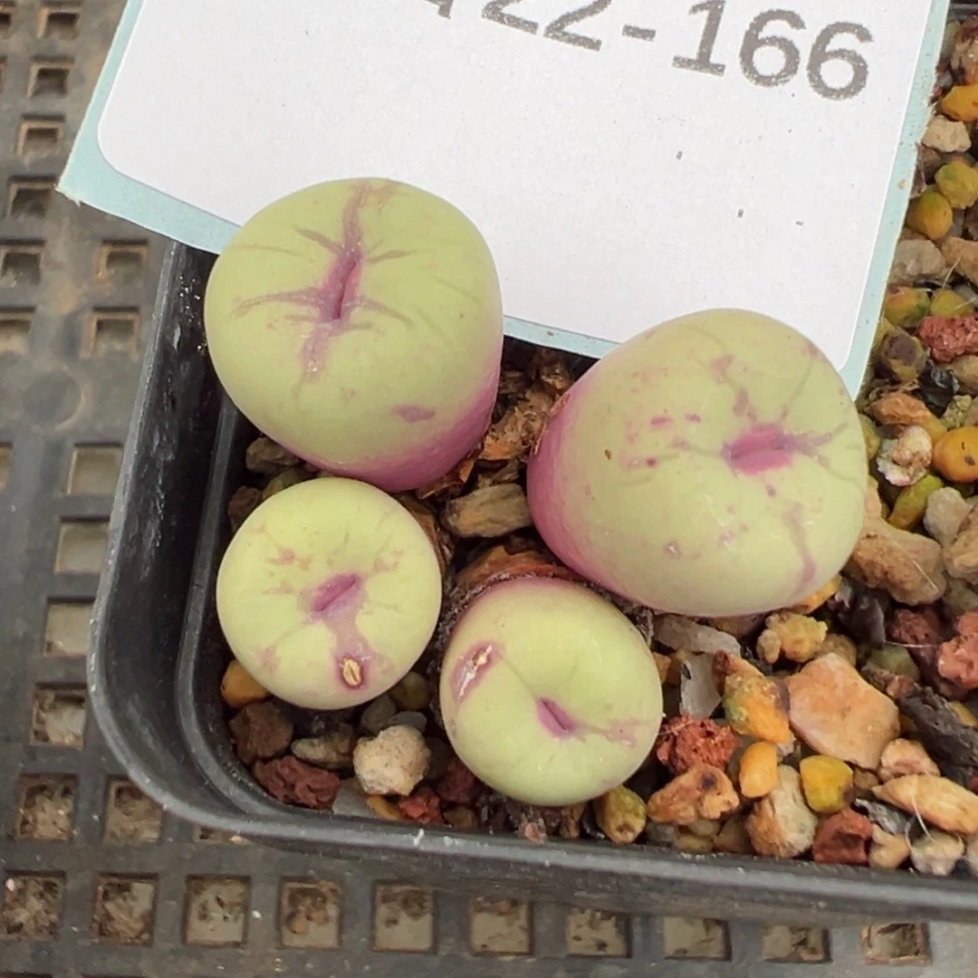 22-166肉锥多肉植物，