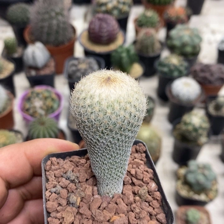 实生月世界特价福利2