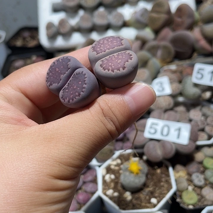 大部分花苞少量开放姣*生石花2颗529
