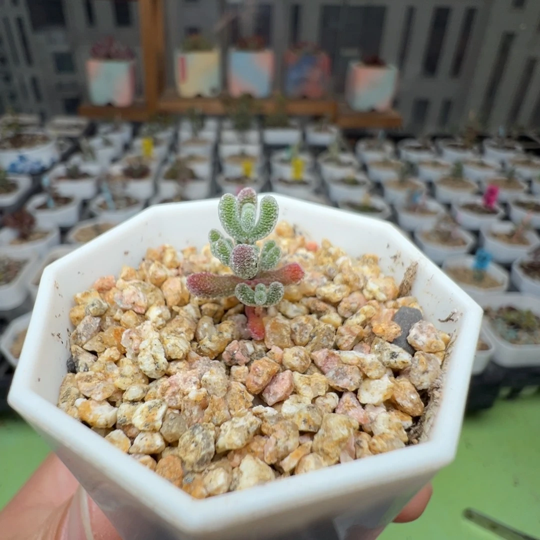 尺寸小，2803实生粉冰晶，拍下不退不换